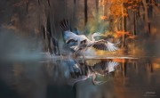 jrolinc_abstract_impresssion_great_blue_heron_in_a_banked_flight1_edit