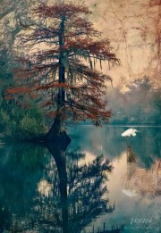 jrolinc_dolene_la_cypress_in_the_spring_by_dalley3_edit