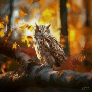 jrolinc_in_the_forest_in_fall_towards_sunset_fall_trees1_edit