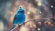 jrolinc_photo_of_an_indigo_bunting_wearing_a_winter_hat_edit