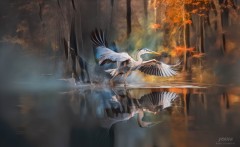 jrolinc_abstract_impresssion_great_blue_heron_in_a_banked_flight1_edit