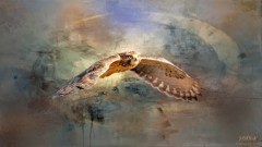 jrolinc_close_up_photo_of_a_harrier_hawk_flying_with_hay_fields3_edit