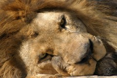 Resting Lion
