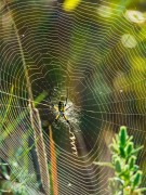 Garden Spider & Full Web