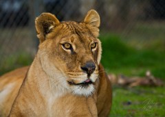  Lioness