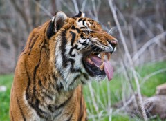 Hot Panting Tiger