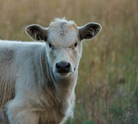 Young Calf