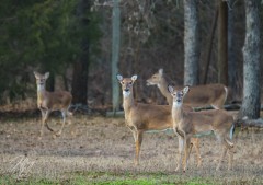 Herd of Deer