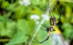 Close-up of a Garden Spider