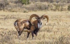 Ram Tough