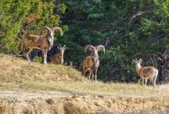 Herd of Long Horn Sheep