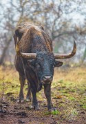 Wet Male Longhorn