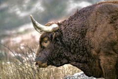 Longhorn Bull