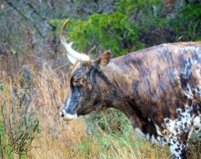A multi-colored longhorn momma