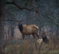 Wet Elk Pair