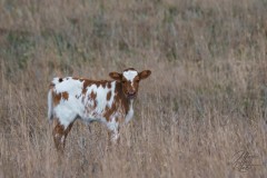 Baby Longhorn