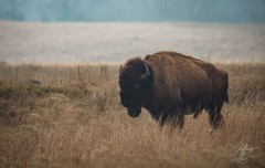 Adult Bison