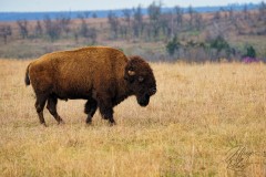 Adult Bison