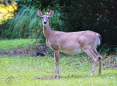 Young Doe