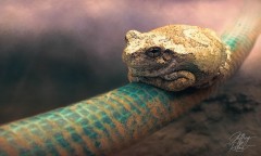 Sand Coated Frog