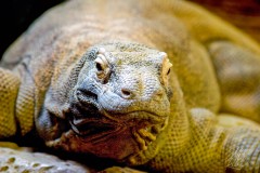Close-up to a Monitor Lizard
