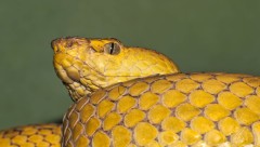 Beautiful Yellow Pit Viper