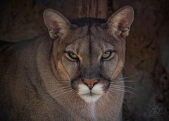 Momma Cougar