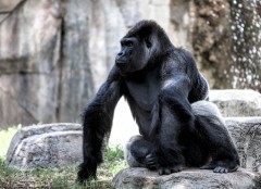 Sitting Gorilla