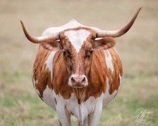 Hot & Dusty Longhorn