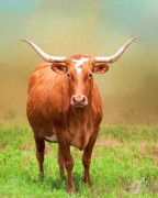 Longhorn Steer