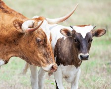 Longhorn Momma and calf