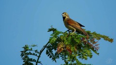 Dickcissel on the Lookout