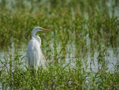 Snowy Egret