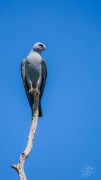 Mississippi Kite