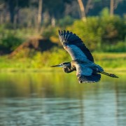 Great Blue Heron Incoming