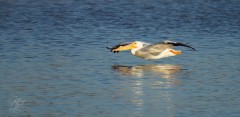 American White Pelican