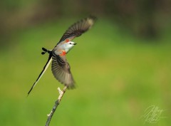 In-Flight