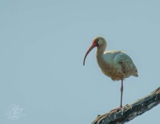 White Ibis