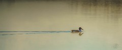 Norther Pintail Duck