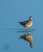 Shore Bird & Reflection