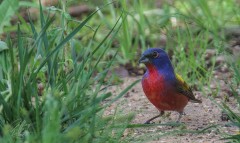 Male Painted Bunting