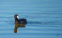 Coot