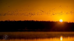 Flock of Birds at Sunrise