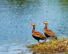 Pair of Black-Bellied Whistling Ducks