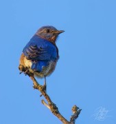 Eastern Bluebird