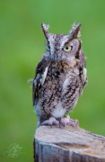 Young Screech Owl