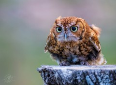Young Screech Owl