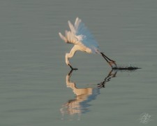 Great White Egret Contortionist