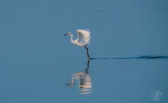 Tip-Toes across the Waters