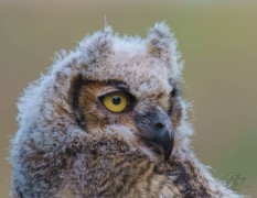 Adult Great Horned Owl